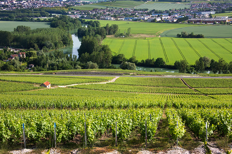 Dom Perignon Champagne - Image 3