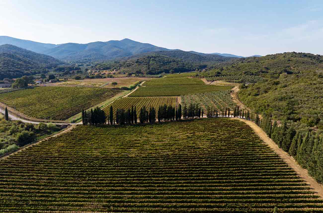 Poggio Alle Nane Maremm Toscan DOC - Image 4