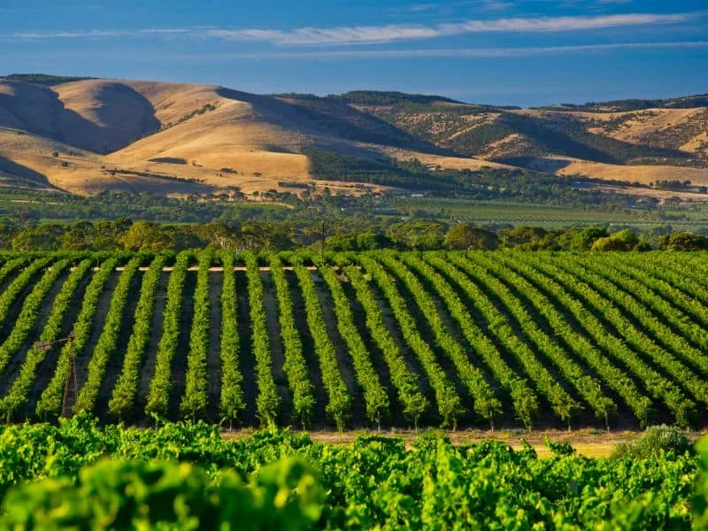 Hardy's Tintara Reserve Shiraz - Image 4