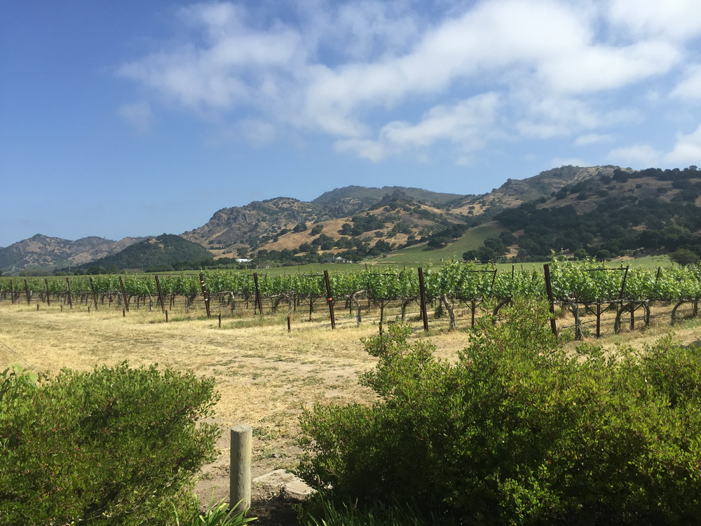 Chimney Rock Stags Leap Cabernet - Image 4