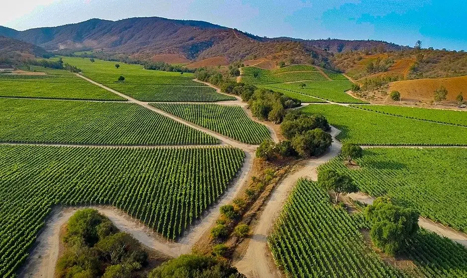 Morandé Black Series Chardonnay - Image 3