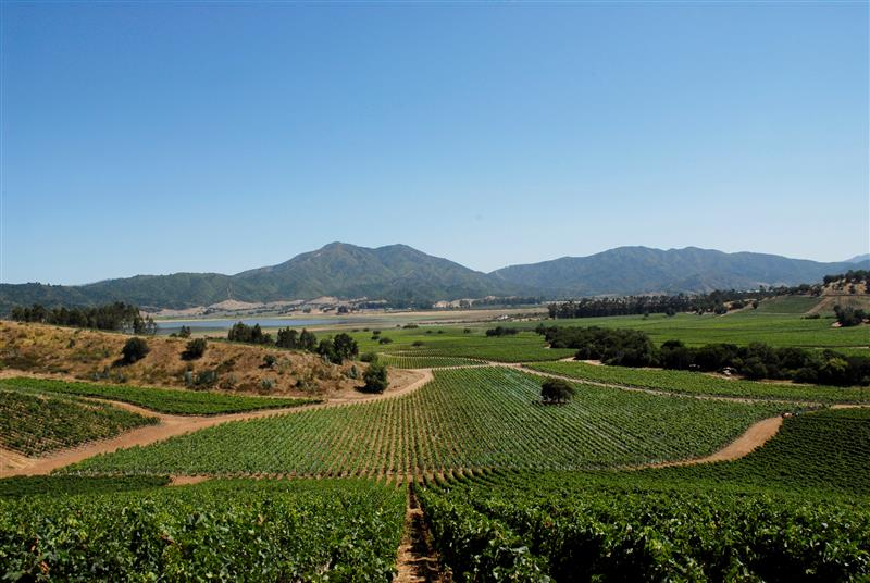 Morandé Black Series Chardonnay - Image 4