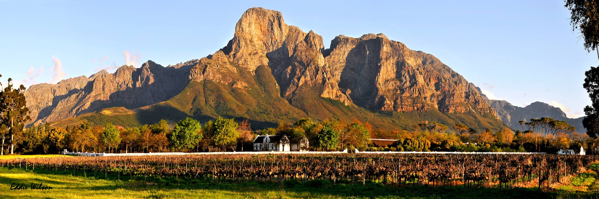 Boschendal Black Angus - Image 4